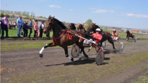 В Батыревском районе открылся сезон конного спорта: традиционные бега рысистых лошадей
