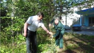 В Опытном лесничестве прошли мероприятия, приуроченные к Всероссийскому дню посадки леса