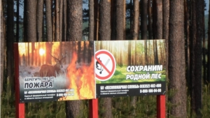 В КУ «Ибресинское лесничество» Минприроды Чувашии проводятся профилактические меро-приятия по обеспечению пожарной безопасности в лесах