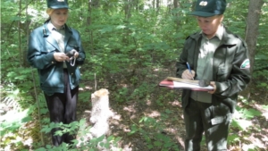 В КУ «Мариинско-Посадское лесничество» Минприроды Чувашии проходит контрольная ревизия лесных участков