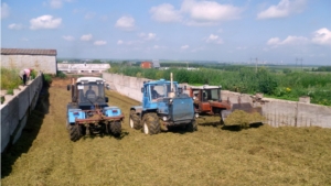 В Мариинско-Посадском районе продолжается заготовка кормов для крупного рогатого скота
