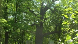 Дуб черешчатый занесен в реестр старовозрастных деревьев