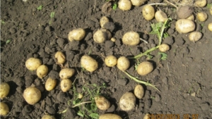Уборка картофеля в КФХ "Ямуков Г.Н."