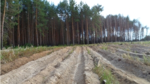 В Вурнарском лесничестве ведется подготовка почвы для посадки лесных культур