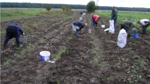 В погожий осенний день жильцы отделения временного проживания д.Берёзовка вышли на уборку картофеля