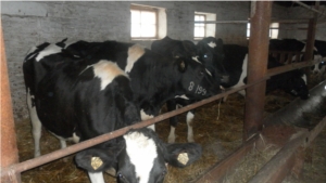 Молочно-товарная ферма ООО "НамЭКО" Мариинско-Посадского района пополнилась поголовьем крупного рогатого скота