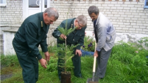 В Шумерлинском участковом лесничестве в рамках акции «Живи, лес» посадили лесные культуры сосны на площади 2,2 га
