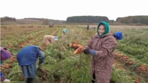 Работники администрации района приняли участие на уборке моркови в ООО «НамЭКО»