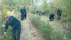 Работники Шемуршинского лесничества в рамках акции «Живи, лес» посадили деревья и провели экологические уроки для школьников