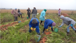 Мариинско-Посадский район: все силы - на уборку урожая