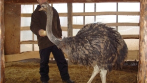 Разводящий страусов у себя в хозяйстве Г.С. Данилов из деревни Мижули принял участие в информине