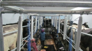 Реконструкция молочно-товарной фермы на 250 голов в ФГУП «Колос»