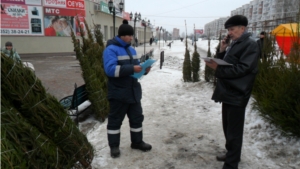 Рейд по выявлению незаконной торговли хвойными деревьями