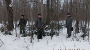 В Опытном лесничестве проводятся мероприятия по охране хвойных молодняков от незаконных рубок