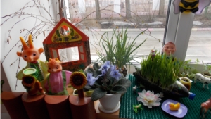 В МА ДОУ «Козловский ЦРР-детский сад «Пчелка» подведены итоги смотра-конкурса «На лучший огород на окне»