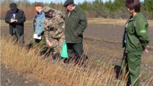 В Мариинско-Посадском лесничестве проведено первое весеннее фитопатологическое обследование Сотниковского лесного питомника