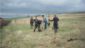 Лесоводы Чувашской Республики поддержали Всероссийский день посадки леса