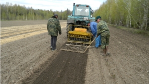 В лесном питомнике Канашского лесничества проведен посев семян сосны