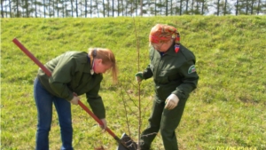 Коллектив Мариинско-Посадского лесничества активно поддержал весенние акции по посадке деревьев