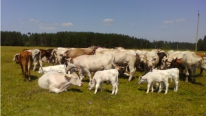 В Шемуршинском районе развивается мясное скотоводство