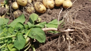 День картофельного поля в Урмарском районе