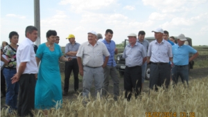 Участники семинар-совещания, проводимого компанией ООО "Восток" в Комсомольском районе осмотрели поля зерновых культур ряда хозяйств Яльчикского района