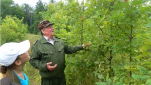 В Мариинско-Посадском лесничестве проведена проверка выполнения работ по охране, защите и воспроизводству лесов