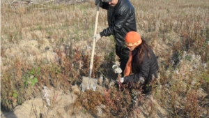 Группа добровольцев посадила саженцы кедра в Заволжье