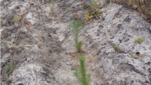 В Алатырском лесничестве в рамках акции «Живи, лес!» высажены саженцы сосны