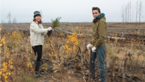 В рамках акции «Народный день озеленения» прошла посадка леса в Заволжье