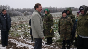 Глава Ядринской районной администрации Владимир Кузьмин проведал обстановку по сбору урожая капусты в Асламасских полях