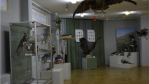 В Чувашском национальном музее открылась выставка «Хищные птицы»