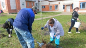Медицинские работники Мариинско-Посадского района высадили памятную аллею