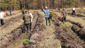 На территории КУ «Шемуршинское лесничество» Минприроды Чувашии завершились лесокультурные  работы