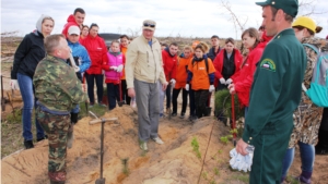 Всероссийский день посадки леса в Чебоксарском лесничестве
