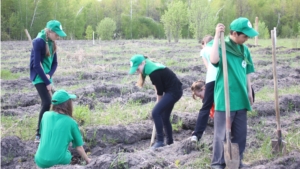 Памятные посадки дуба в Ильинском участковом лесничестве в честь 155-летия со дня рождения лесовода-исследователя дубрав Чувашского края Б.И. Гузовского