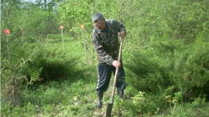 Шемуршинское лесничество приняло участие в акции «Всероссийский день посадки леса»