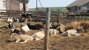 В сельхозорганизациях и крестьянско-фермерских хозяйствах Мариинско-Посадского района завершилась зимовка скота