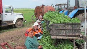 Аграрии Цивильского района трудятся на славу