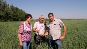 В Мариинско-Посадском районе обследованы поля зерновых культур