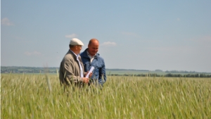 В Шемуршинском районе состоялся осмотр полей всех сельхозпредприятий района