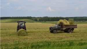 Своевременная заготовка кормов – залог  продуктивности животных