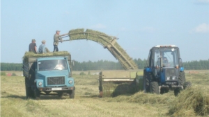 Кормозаготовка в Шемуршинском районе