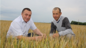 Хозяйства Батыревского района приступают к уборке урожая