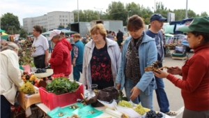 В Новочебоксарске, в рамках Дня города и ежегодной сельскохозяйственной ярмарки «Дары осени – 2015», началась выставка-ярмарка «Золотая осень-2015»