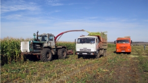 Уборка кукурузы в "Красном партизане"