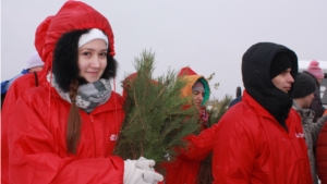 Добровольцы в рамках акции «Живи, лес!» высадили в Заволжье саженцы сосны