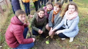 Аллея выпускников появилась к 100-летию города Шумерли и в рамках акции «Посади дерево»