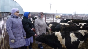 Продолжается зимовка скота в сельхозорганизациях Мариинско-Посадского района