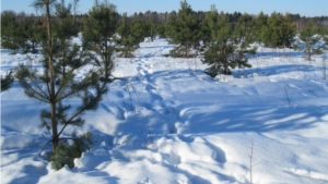 Подведены итоги зимних маршрутных учетов животных на территории заповедника «Присурский»